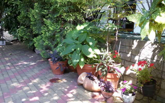 Evkalipt Guest house