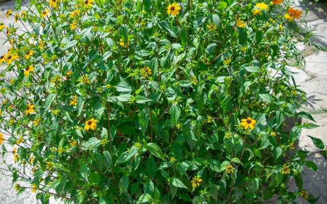 Отель 4 Rooms Boutique