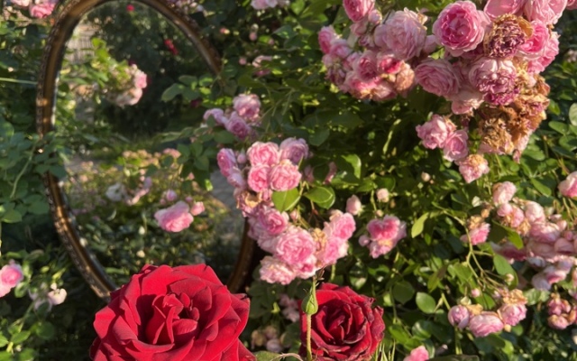 Квартира Цветочный Светлогорск