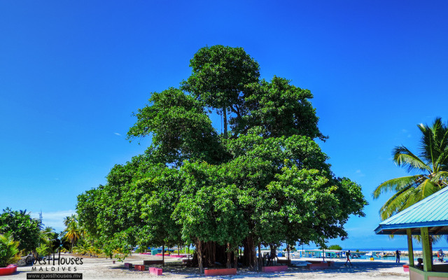 Feridhoo Inn Guest House