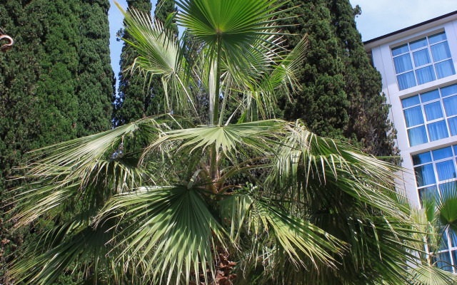 Imeni Chelyskintsev Hotel