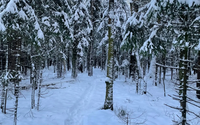 Частный дом Сфера в Лесу