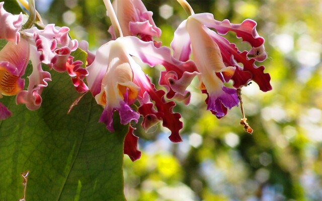 Zopango Orchids Island Boutique-hotel