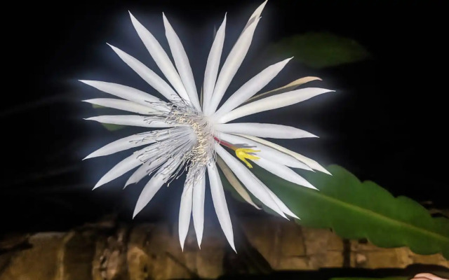 Villa 51 - Ground Floor Villa