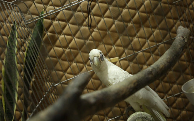 U Ashota Guest house