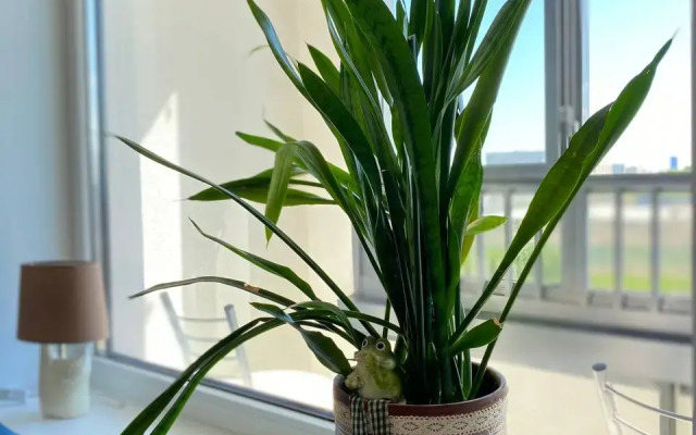 Апартаменты Место силы в Солнечном Городе