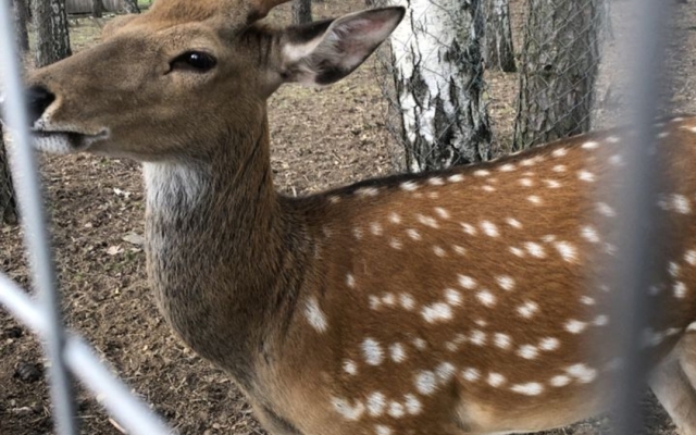 Dlya Dushi I Serdtsa U Mozhayskogo Morya Guest house