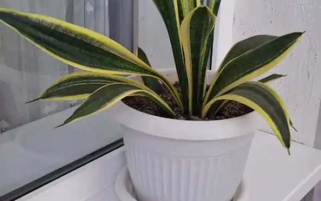 Квартира Дизайнерская Майкоп