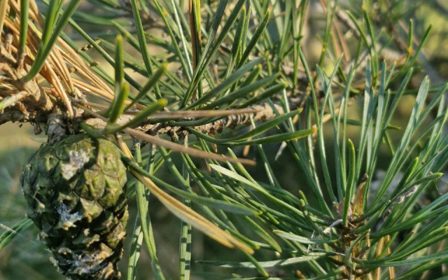 Частный дом Уединение в лесу