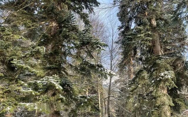 База отдыха Горница