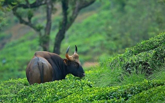 Moon Hill Resort Munnar ( Nature Retreat )