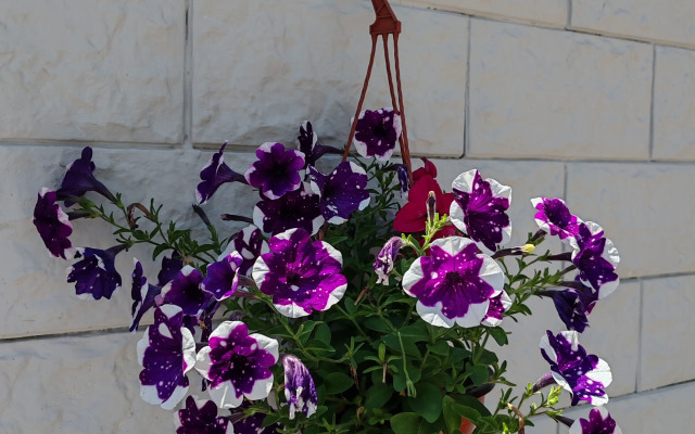 Gostevoy Dom na Tsitrusovoy