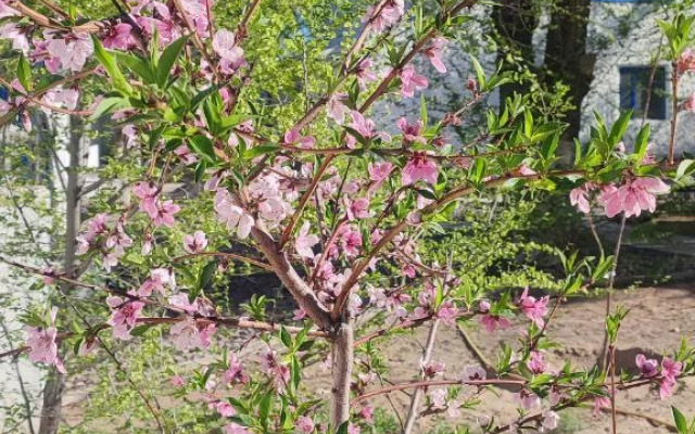 Мини-отель  Olivka Club