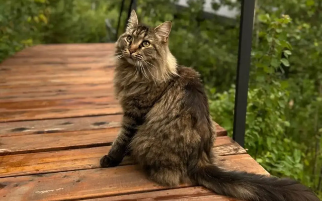 Гостевой дом 11 Гор Алтая