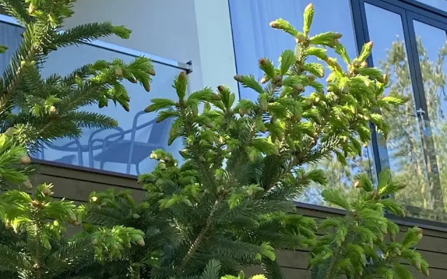 Отель Eco Forrest Club SPA