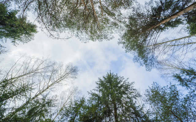 Частный дом Сфера в Лесу