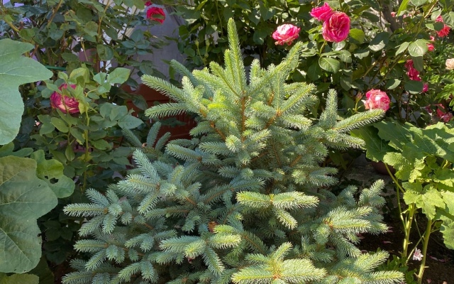 Гостевой Дом Фортуна