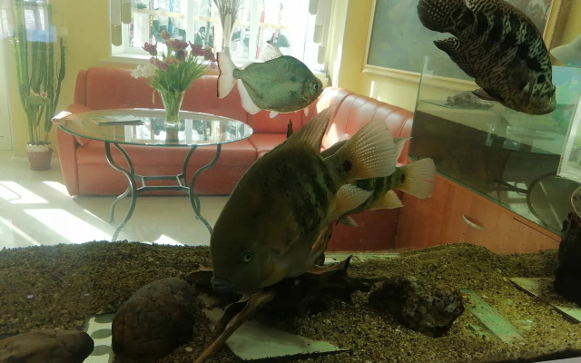 Санаторий-профилакторий Кошкуль