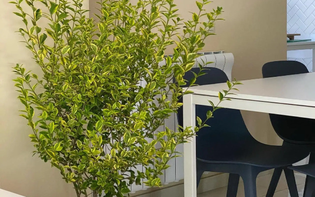 Samshitovaya Roscha Hotel