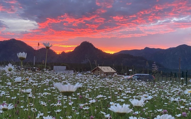 Гостевой дом Ptich&Co