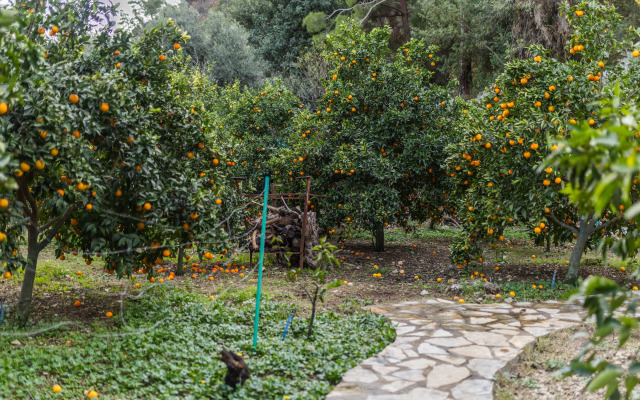 Меблированные комнаты Holiday House dilek çıralı