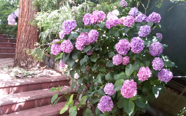 Evkalipt Guest house