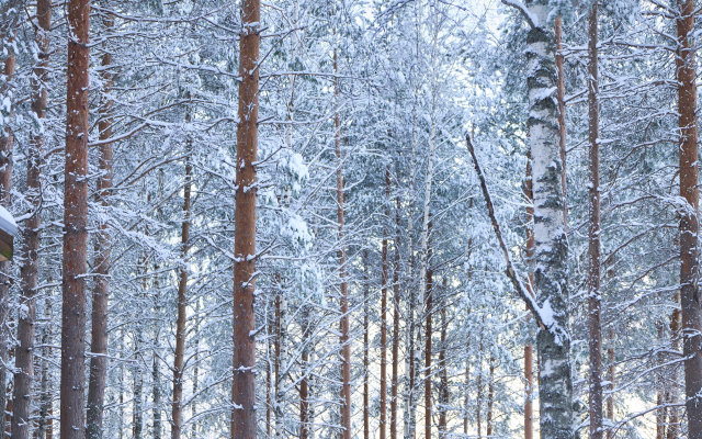 База отдыха Шишки Карелия