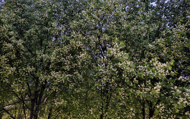 Квартира Студия Любимая Гороховая 51