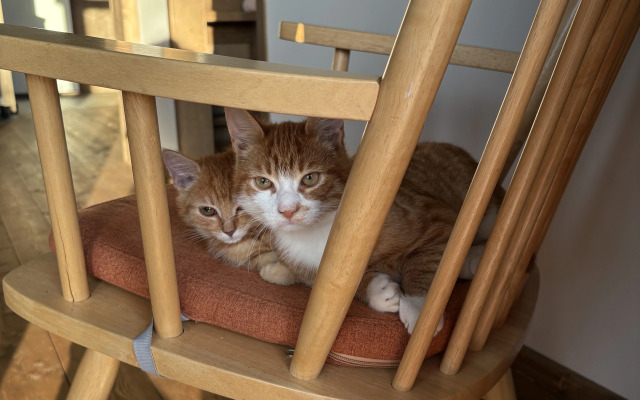 Глэмпинг Ракита