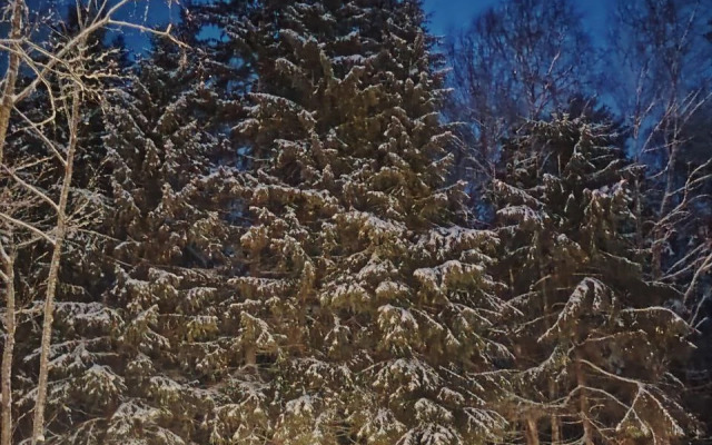 Частный Дом Lisitsky с Сауной в Лесу