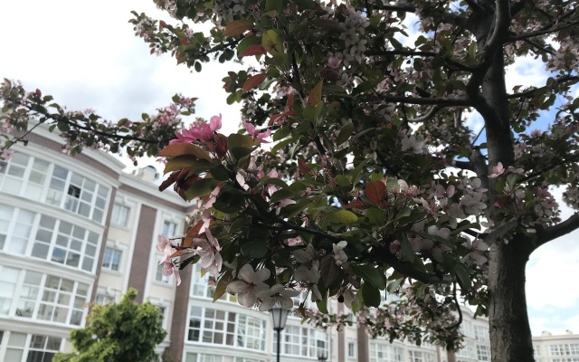 Квартира Прилесье на Спортивной