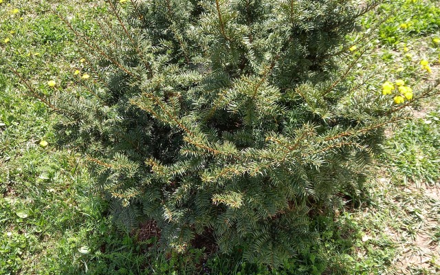 Ijevan's Garden Guest house