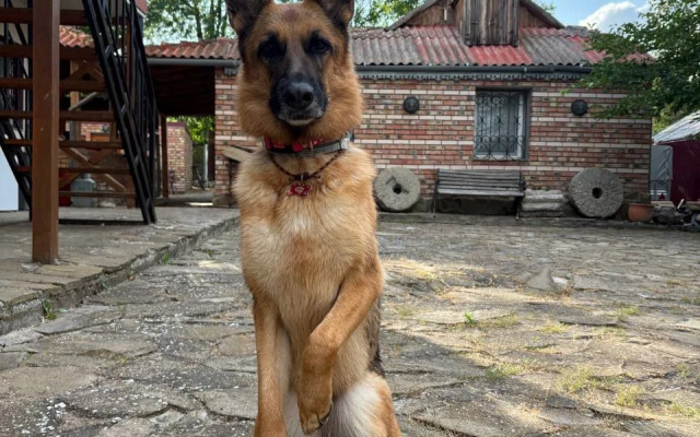 Гостевой дом Crimean Palais