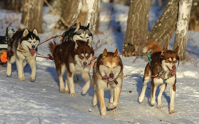 Частный Дом Ёлки 3