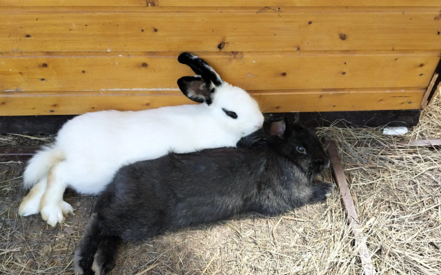 Частный Дом Уютный Домик в Лесу у Пруда