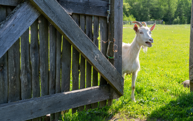 База отдыха Рыбацкая деревня