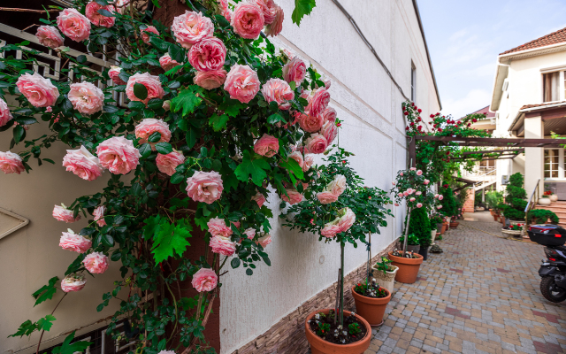 Гостевой дом Евгения