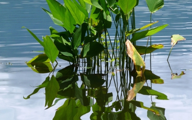 Zopango Orchids Island Boutique-hotel