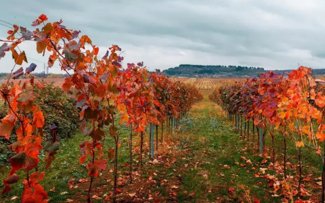 Hotel Park Hotel Tsinandali Estate