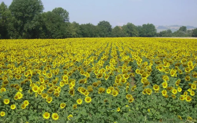 Country House Le Case Coloniche