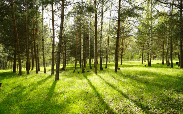 Частный дом В лесу на миниферме
