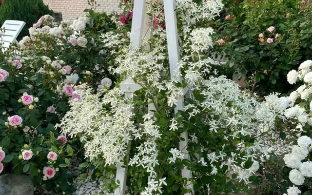 Отель Белая Ива