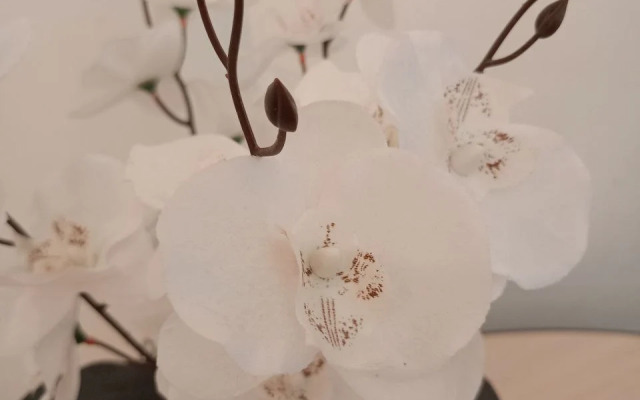 Апартаменты Аврора  трехместные (id 14)