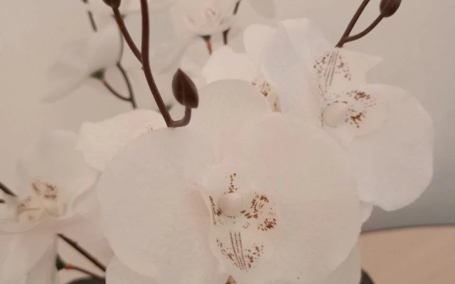 Апартаменты Аврора  трехместные (id 14)