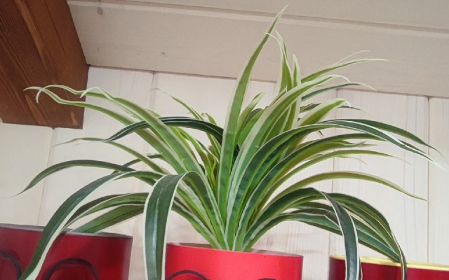 Частный дом Oasis DenDen