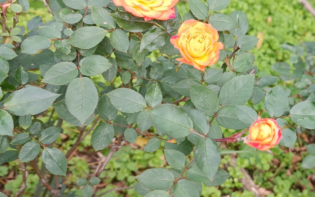 Квартира Орхидея