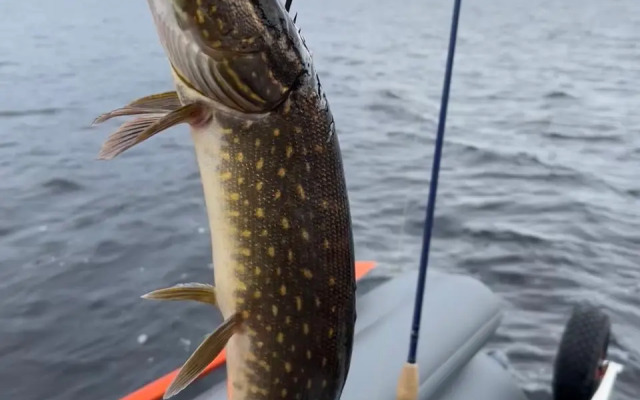 Гостевой дом Лось