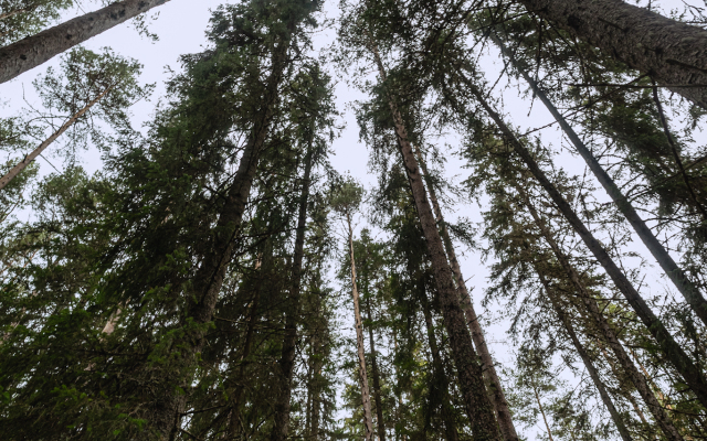 Lago Ladoga Glamping