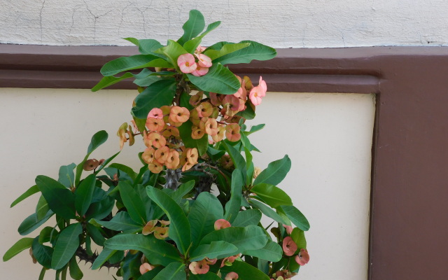 Отель Casa de Huespedes Nayomi By Rotamundos