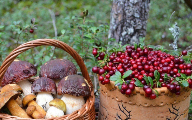 Гостевой дом Лисий берег